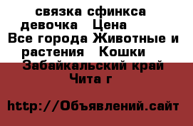 связка сфинкса. девочка › Цена ­ 500 - Все города Животные и растения » Кошки   . Забайкальский край,Чита г.